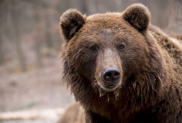 oso