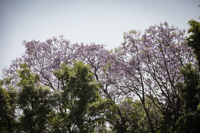 Jacarandas, onda de calor