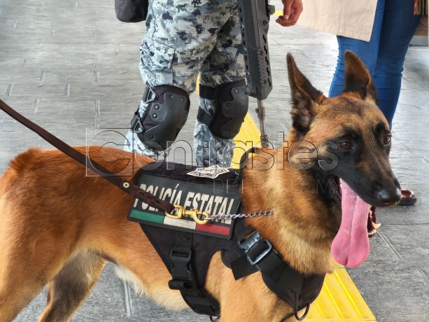 Operativo RUTA policía estatal