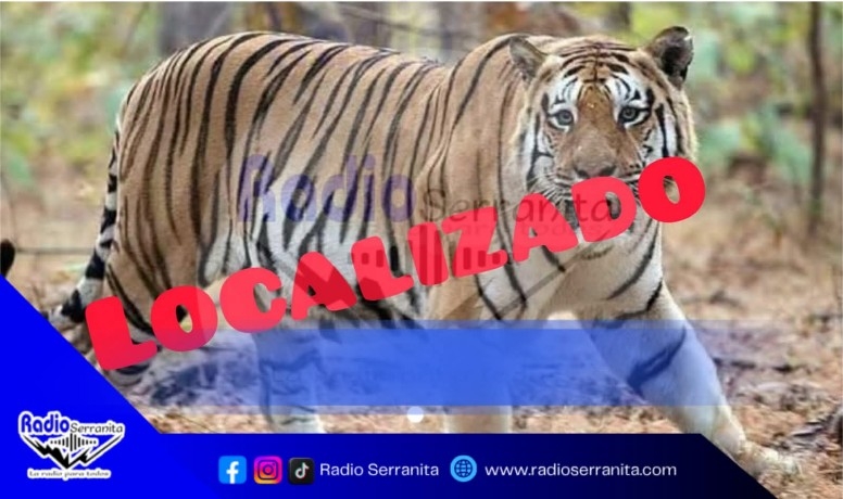 Tigre