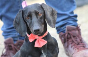 Emite Gobierno de la Ciudad medidas para el cuidado de mascotas ante temporada de frío