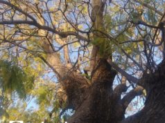 Retirarán 746 árboles por construcción del Cablebús; serán replantados y sembrarán 10 mil más