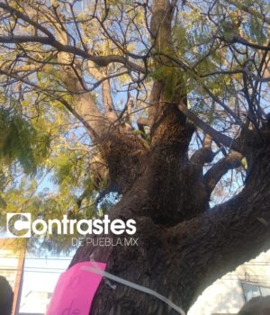 Retirarán 746 árboles por construcción del Cablebús; serán replantados y sembrarán 10 mil más