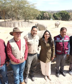 Entrega San Pedro Cholula 270 árboles de navidad a Africam Safari