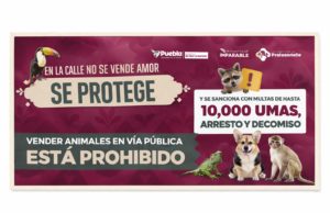 Se refuerzan acciones para regular venta de animales en vía pública por instrucciones de Pepe Chedraui