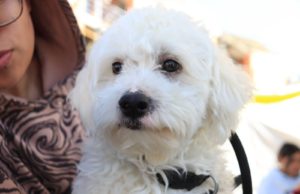 Gobierno de Pepe Chedraui realiza jornadas de bienestar animal en diversas colonias