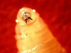 Detectan en Puebla primer caso humano de gusano barrenador