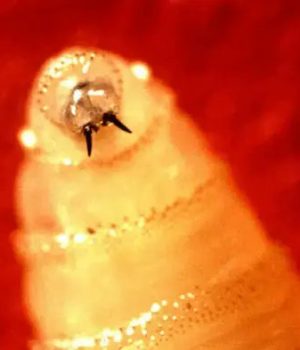 Detectan en Puebla primer caso humano de gusano barrenador