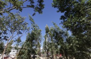 Árboles del bosque urbano generarán agua, oxígeno y albergarán vida