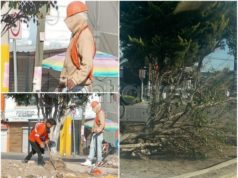 Gobierno investigará tala ilegal de árboles en Calzada Zaragoza por sujetos encapuchados