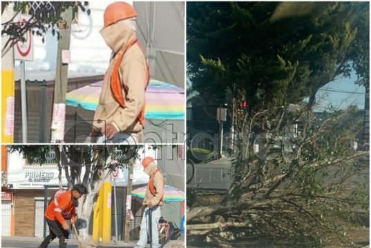 Gobierno investigará tala ilegal de árboles en Calzada Zaragoza por sujetos encapuchados