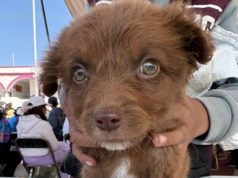 Impulsa Pepe Chedraui jornadas de bienestar animal en diversas colonias del municipio