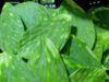 Destaca “Lupita” Cuautle realización de la Feria del Nopal en Tlaxcalancingo