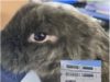 Investiga FGE caso de crueldad animal en escuela particular de Puebla