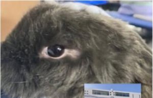 Investiga FGE caso de crueldad animal en escuela particular de Puebla