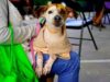 Llevan a cabo Jornada Masiva de Esterilización en San Andrés Cholula