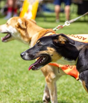 Exitosa segunda edición del Adopta Fest promueve la adopción responsable