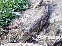 Se llama “fugaz” el cocodrilo de la laguna de San Baltazar y sí será reubicado