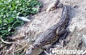 Se llama “fugaz” el cocodrilo de la laguna de San Baltazar y sí será reubicado