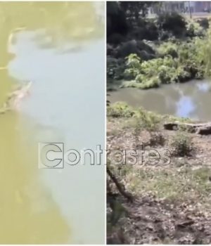 Capturan al cocodrilo “Fugaz” de la laguna de San Baltazar